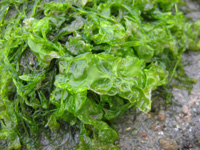 Морские водоросли 