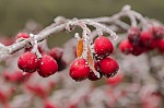 «Зимние» ягоды: вкусное лекарство