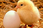 Как определить свежесть яйца?