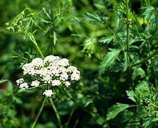 Анис (Pimpinella anisum L)