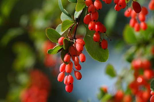 Барбарис (Berberis vulgaris)