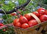 Как долго сохранить помидоры свежими